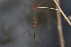 Xanthagrion erythroneurum