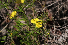 Hibbertia virgata
