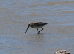 Limnodromus semipalmatus