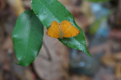 Cirrochroa tyche mithila