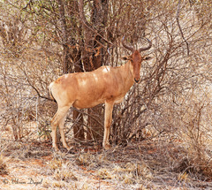 Alcelaphus buselaphus cokii