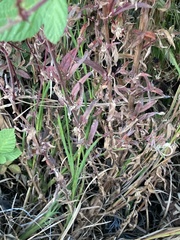 Epilobium