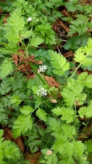 Anthriscus sylvestris