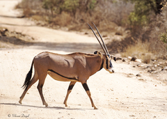 Oryx beisa callotis