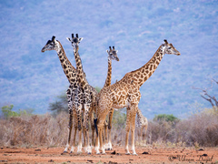 Giraffa camelopardalis tippelskirchi