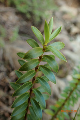Veronica vernicosa