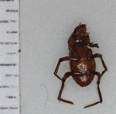 Paracorythoderus marshalli