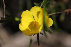 Hibbertia virgata