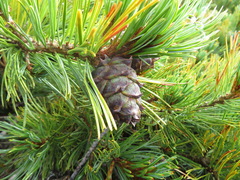 Pinus pumila