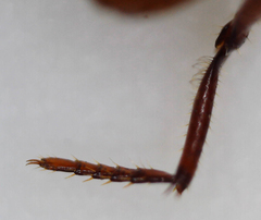 Paracorythoderus marshalli