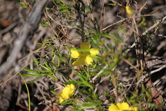 Hibbertia virgata
