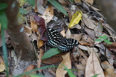 Lexias albopunctata albopunctata