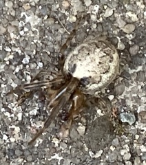 Zygiellinae