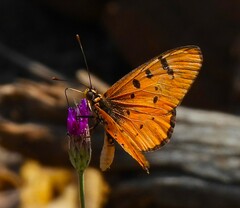 Acraea stenobea