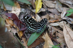 Lexias albopunctata albopunctata