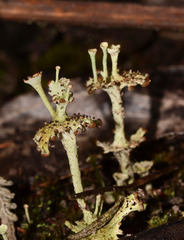 Cladonia verticillata