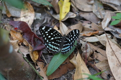 Lexias albopunctata albopunctata