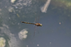 Hemicordulia australiae