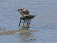 Limnodromus semipalmatus