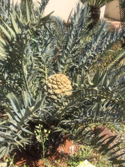 Encephalartos