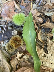 Castanea sativa