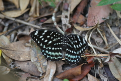 Lexias albopunctata albopunctata