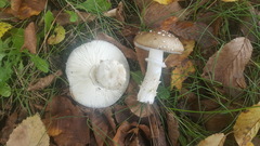 Amanita pantherina