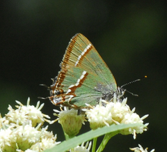 Callophrys dospassosi