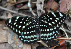 Lexias albopunctata albopunctata