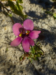 Diascia elongata