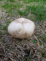Agaricineae