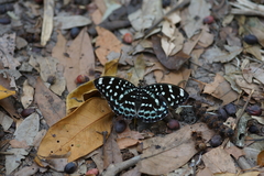 Lexias albopunctata albopunctata