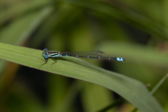 Austroagrion watsoni