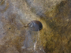 Ancylus fluviatilis