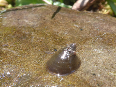 Ancylus fluviatilis