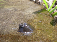 Ancylus fluviatilis