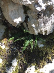 Asplenium fontanum
