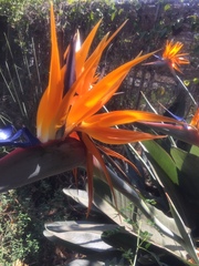 Strelitzia