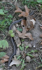 Thamnophis sirtalis semifasciatus