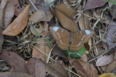 Tanaecia julii odilina