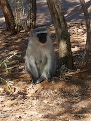 Chlorocebus pygerythrus pygerythrus