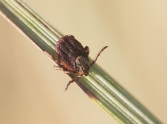 Dermacentor marginatus