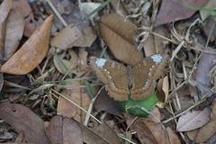 Tanaecia julii odilina