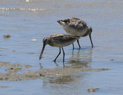 Limnodromus semipalmatus
