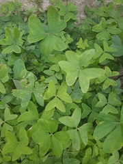 Oxalis latifolia