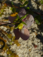Diascia elongata
