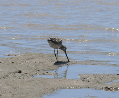 Limnodromus semipalmatus