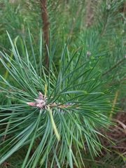 Pinus sylvestris
