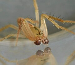 Eustala fuscovittata