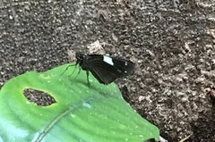 Notocrypta waigensis